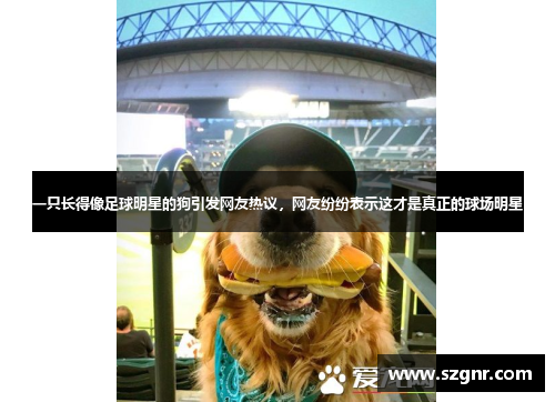 一只长得像足球明星的狗引发网友热议，网友纷纷表示这才是真正的球场明星